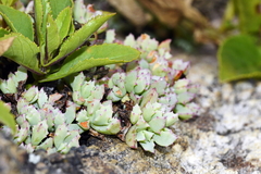 Oscularia deltoides
