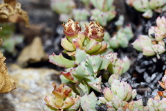 Oscularia deltoides