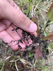 Mecardonia acuminata