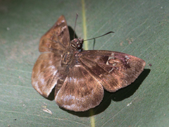 Quadrus u-lucida