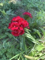 Dianthus chinensis × barbatus