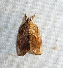 Crocidolomia suffusalis