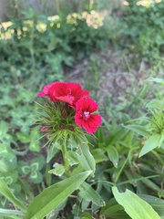 Dianthus chinensis × barbatus