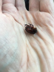 Temnorhynchus retusus