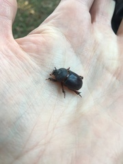 Temnorhynchus retusus