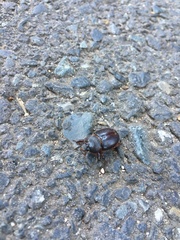 Temnorhynchus retusus