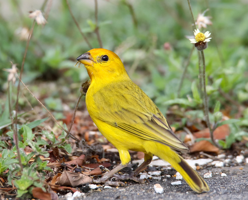 Saffron Finch, photo 9 of 10