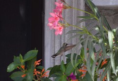 Calypte costae