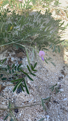 Tephrosia cinerea