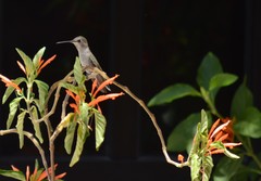 Calypte costae
