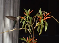 Calypte costae