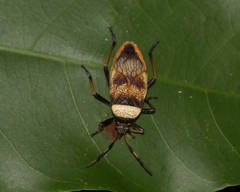 Largus humilis