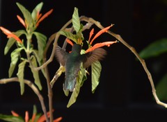 Calypte costae