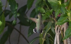 Calypte costae
