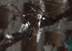 Calypte costae