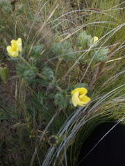 Potentilla astracanica