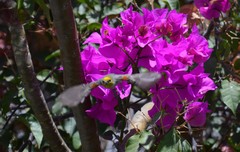 Auriparus flaviceps
