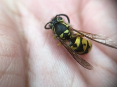 Vespula pensylvanica