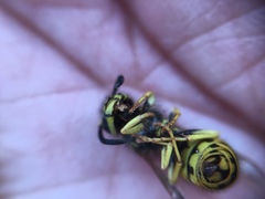 Vespula pensylvanica