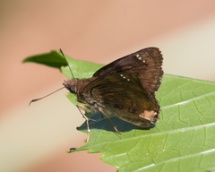 Nisoniades macarius