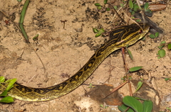 Protobothrops flavoviridis
