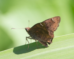 Nisoniades macarius