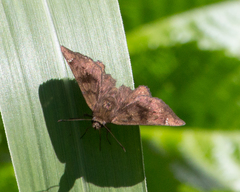Nisoniades macarius