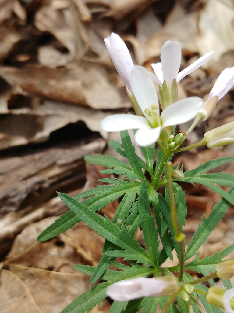 cut-leaved-toothwort-from-the-ridges-nature-preserve-and-scientific