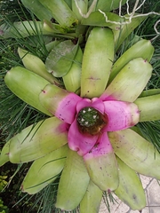 Neoregelia