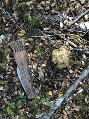 Cortinarius epiphaeus
