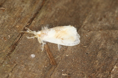 Dalcerides sofia