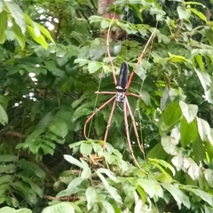 Nephila kuhli