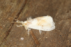 Dalcerides sofia
