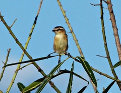 Culicivora caudacuta