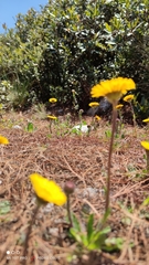 Osbertia stolonifera