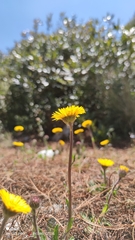 Osbertia stolonifera
