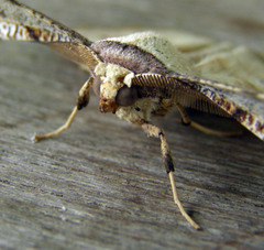 Krananda latimarginaria