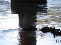 Chroicocephalus ridibundus