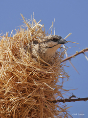 Plocepasser donaldsoni