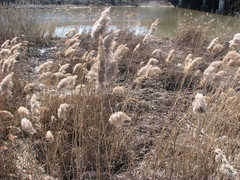 Phragmites australis