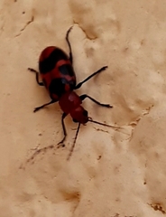 Malacorhinus irregularis