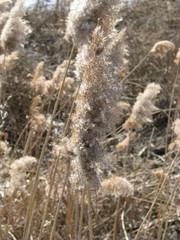Phragmites australis