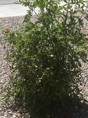Tecomeae