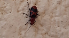 Malacorhinus irregularis