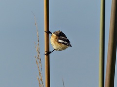 Culicivora caudacuta