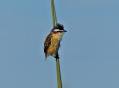 Culicivora caudacuta