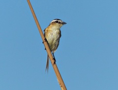 Culicivora caudacuta