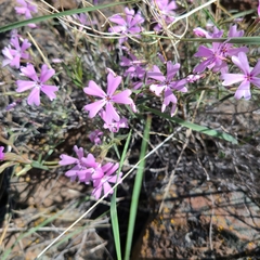Phlox speciosa