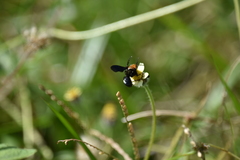 Scoliidae