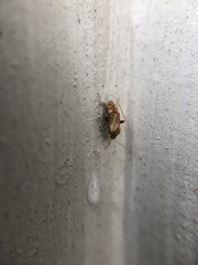 Hamatophylus guttulosus